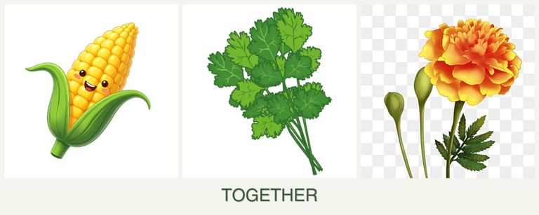 Can you plant corn, cilantro and marigolds together?