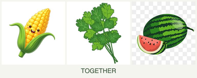 Can you plant corn, cilantro and melons together?