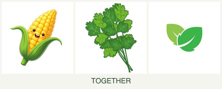 Can you plant corn, cilantro and mint together?