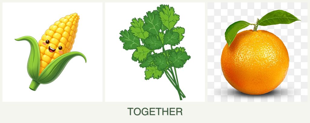 Can you plant corn, cilantro and oranges together?