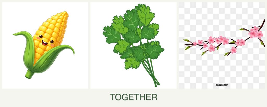 Can you plant corn, cilantro and peaches together?