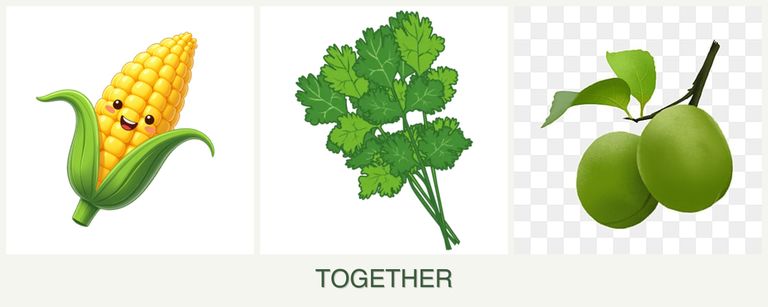 Can you plant corn, cilantro and plums together?