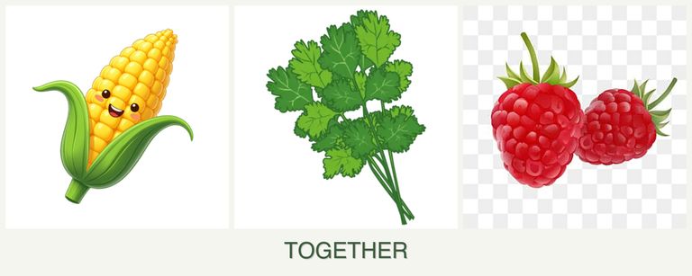 Can you plant corn, cilantro and raspberries together?