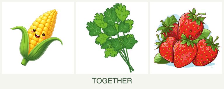 Can you plant corn, cilantro and strawberries together?
