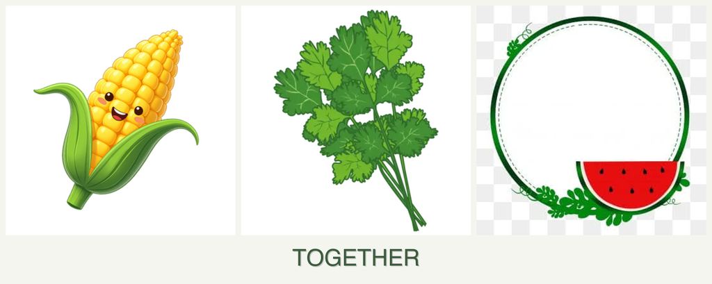 Can you plant corn, cilantro and watermelons together?