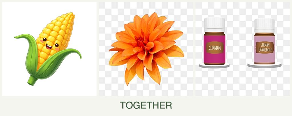 Can you plant corn, dahlias and geraniums together?