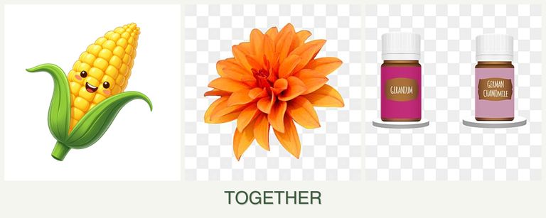 Can you plant corn, dahlias and geraniums together?