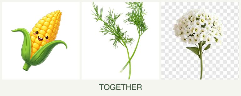 Can you plant corn, dill and alyssum together?