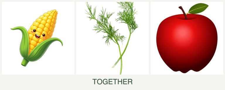 Can you plant corn, dill and apples together?