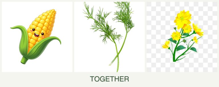 Can you plant corn, dill and calendula together?