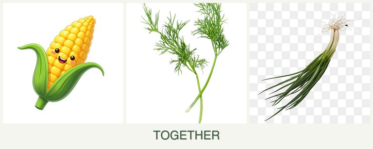 Can you plant corn, dill and chives together?