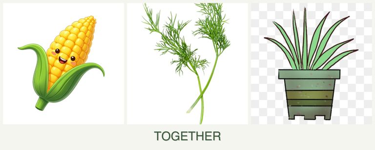 Can you plant corn, dill and lemongrass together?