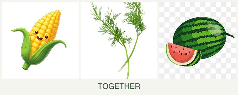 Can you plant corn, dill and melons together?