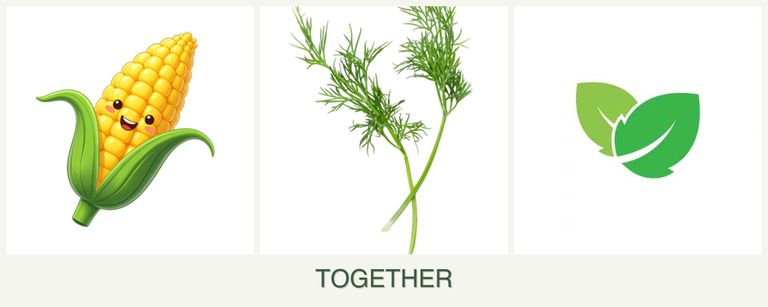 Can you plant corn, dill and mint together?