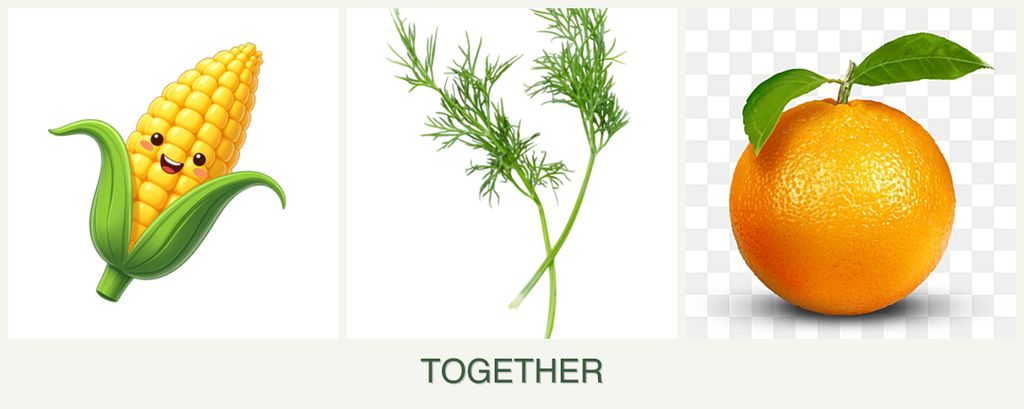 Can you plant corn, dill and oranges together?