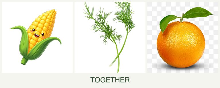Can you plant corn, dill and oranges together?