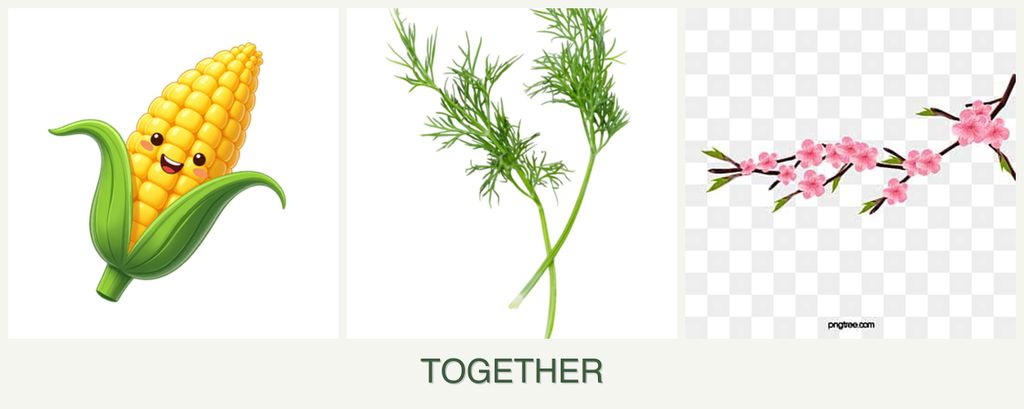 Can you plant corn, dill and peaches together?