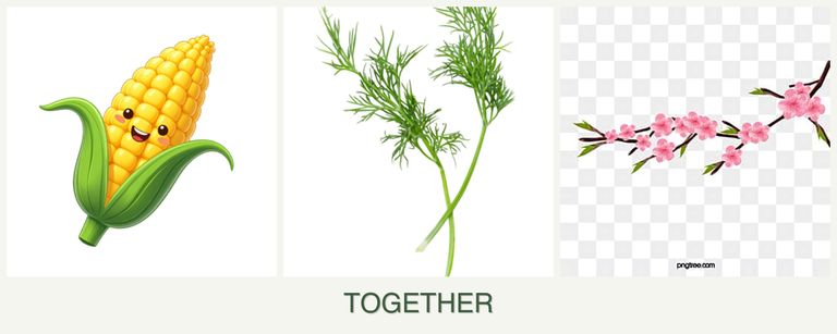 Can you plant corn, dill and peaches together?