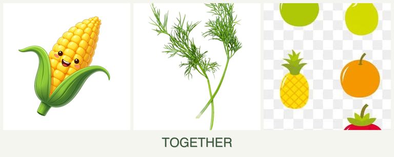 Can you plant corn, dill and pears together?