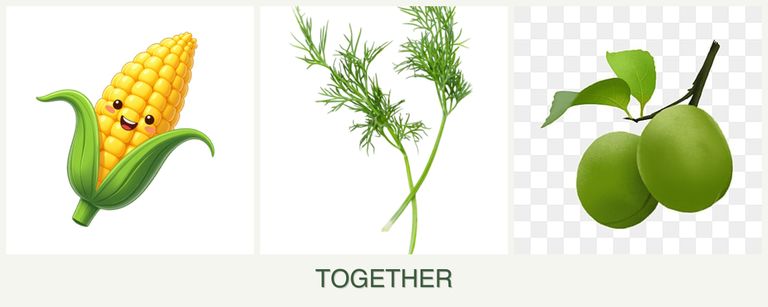 Can you plant corn, dill and plums together?