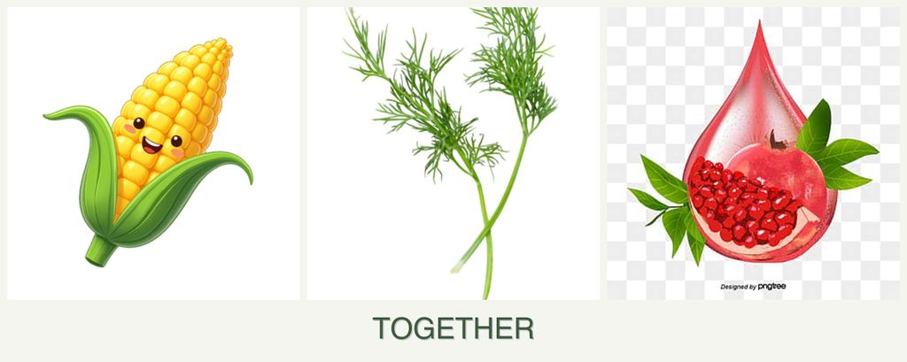 Can you plant corn, dill and pomegranates together?