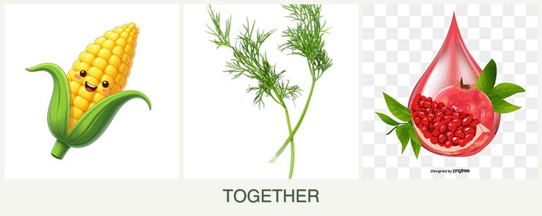 Can you plant corn, dill and pomegranates together?