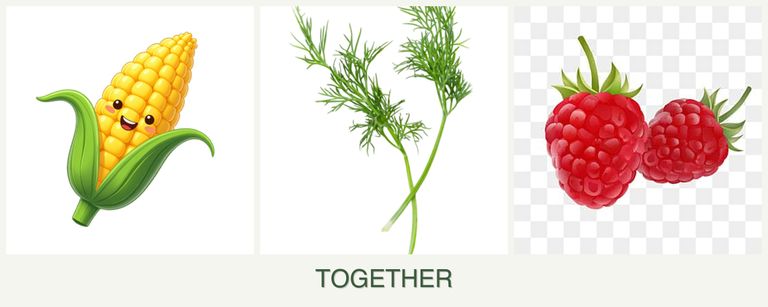 Can you plant corn, dill and raspberries together?
