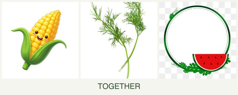 Can you plant corn, dill and watermelons together?