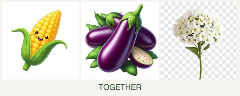 Can you plant corn, eggplant and alyssum together?