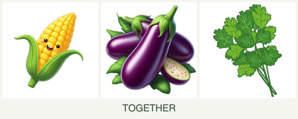 Can you plant corn, eggplant and cilantro together?