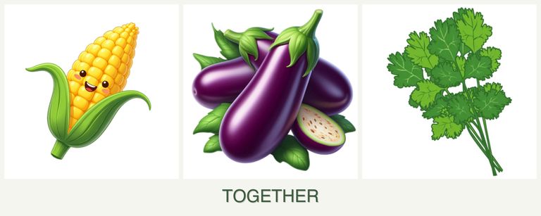 Can you plant corn, eggplant and cilantro together?