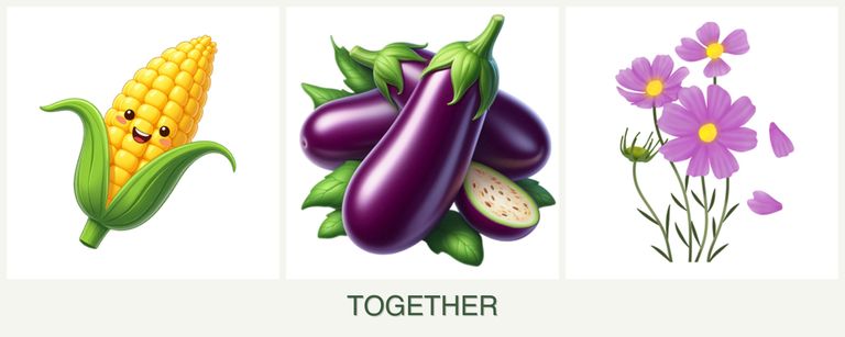 Can you plant corn, eggplant and cosmos together?