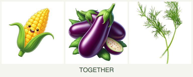 Can you plant corn, eggplant and dill together?