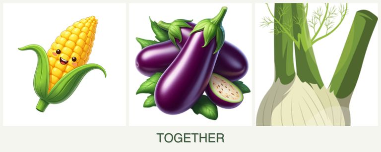 Can you plant corn, eggplant and fennel together?