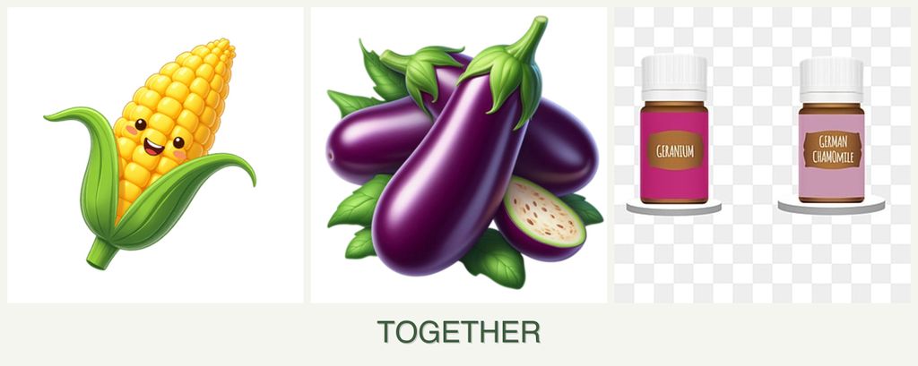 Can you plant corn, eggplant and geraniums together?
