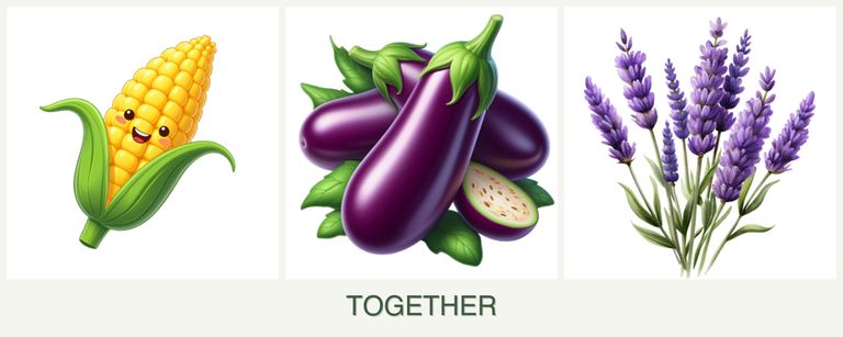 Can you plant corn, eggplant and lavender together?