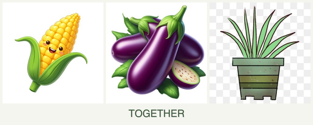Can you plant corn, eggplant and lemongrass together?