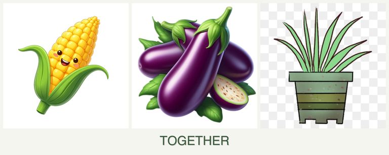 Can you plant corn, eggplant and lemongrass together?