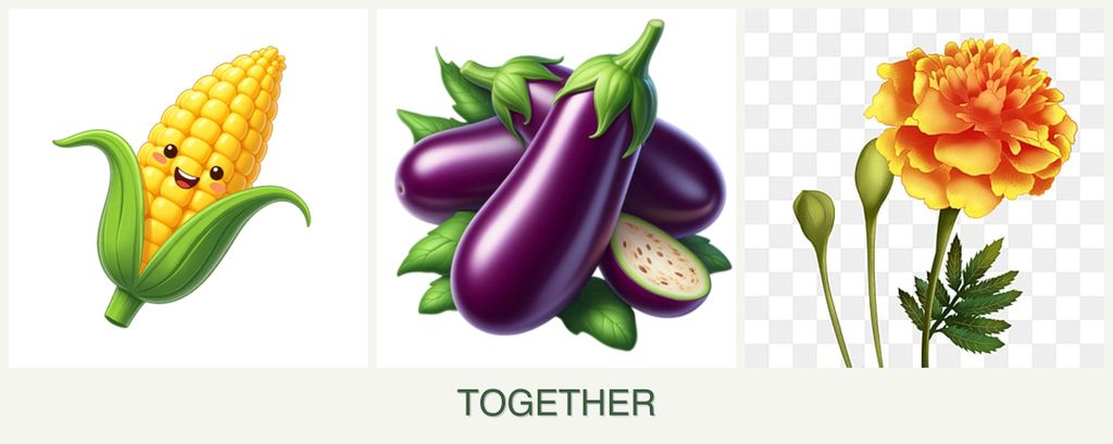 Can you plant corn, eggplant and marigolds together?