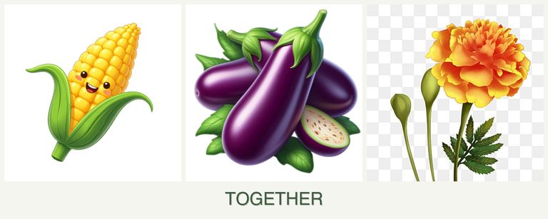 Can you plant corn, eggplant and marigolds together?
