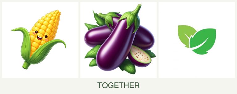 Can you plant corn, eggplant and mint together?