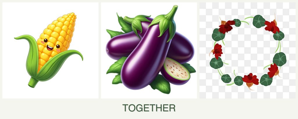 Can you plant corn, eggplant and nasturtiums together?