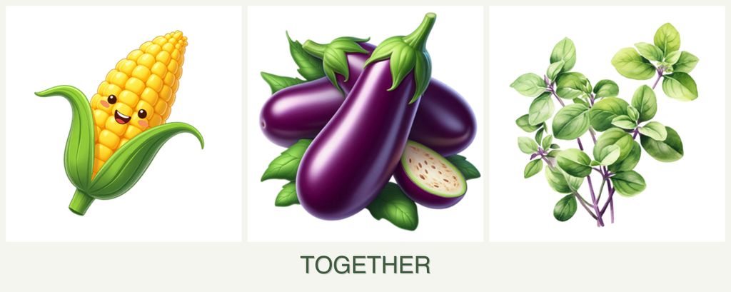 Can you plant corn, eggplant and oregano together?