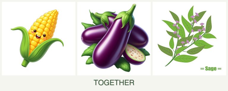 Can you plant corn, eggplant and sage together?