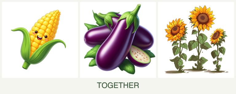Can you plant corn, eggplant and sunflowers together?