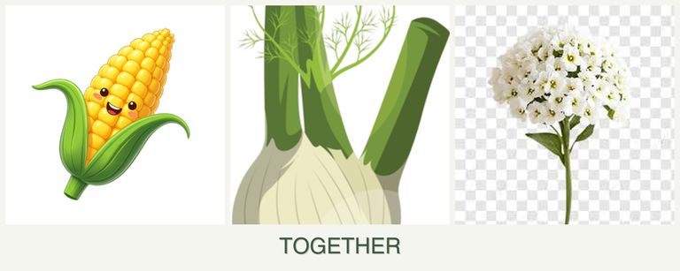 Can you plant corn, fennel and alyssum together?