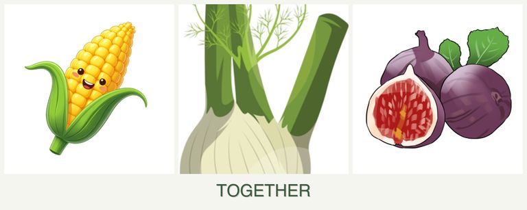 Can you plant corn, fennel and figs together?