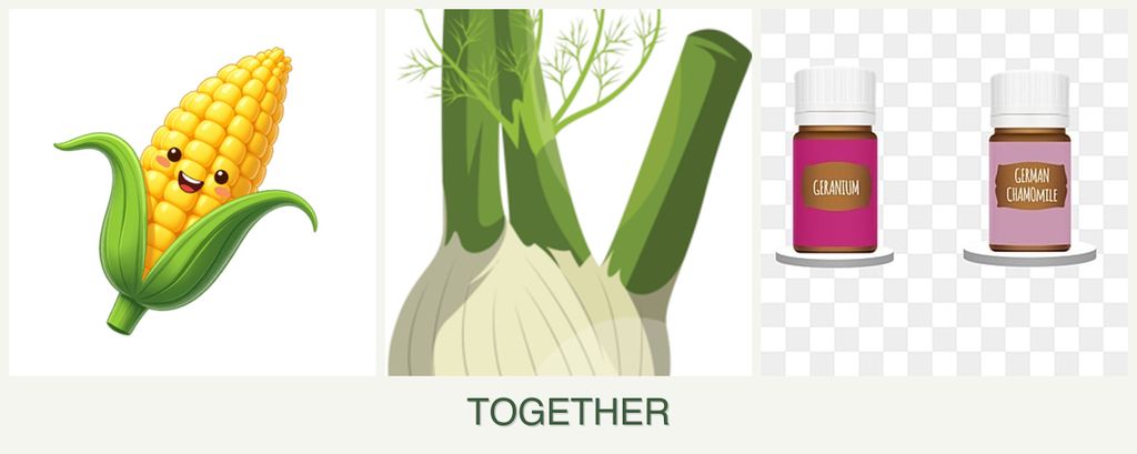 Can you plant corn, fennel and geraniums together?