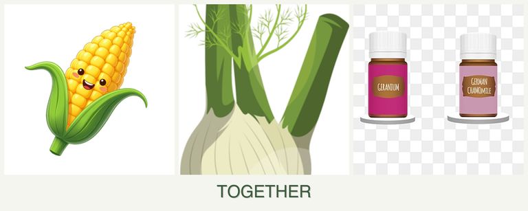 Can you plant corn, fennel and geraniums together?