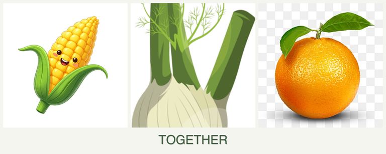Can you plant corn, fennel and oranges together?